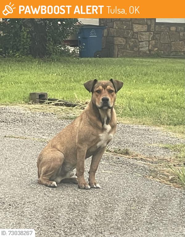 Found/Stray Male Dog last seen In the neighborhood surrounding E 32nd Street North, Tulsa, OK 74110