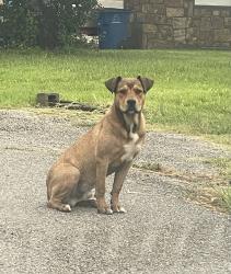 Found/Stray Male Dog last seen In the neighborhood surrounding E 32nd Street North, Tulsa, OK 74110