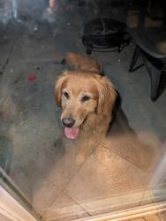Reunited Male Dog last seen Avalon prkway, Perris, CA 92571