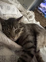 Lost Male Cat last seen Hardin Store Rd by Pin Oak Ln, Magnolia, TX 77354