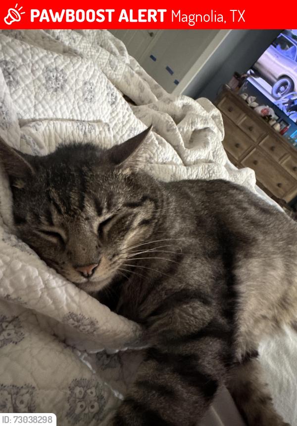 Lost Male Cat last seen Hardin Store Rd by Pin Oak Ln, Magnolia, TX 77354