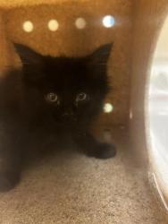 Shelter Stray Female Cat last seen Near BLOCK S BOULDER PINES, WEST VALLEY CITY UT 84123, 4522 W 3500 S, West Valley City, UT 84120, USA