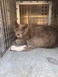 Shelter Stray Female Cat last seen Near BLOCK W EL CAJON CIR, WEST VALLEY CITY UT 84119, 4522 W 3500 S, West Valley City, UT 84120, USA