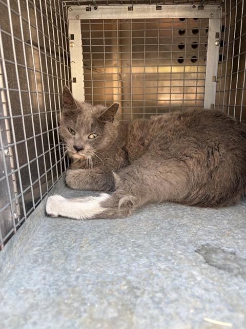 Shelter Stray Female Cat last seen Near BLOCK W EL CAJON CIR, WEST VALLEY CITY UT 84119, 4522 W 3500 S, West Valley City, UT 84120, USA