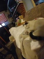 Lost Female Cat last seen Buena Vista  and Heritage Blvd , Wildwood, FL 34785