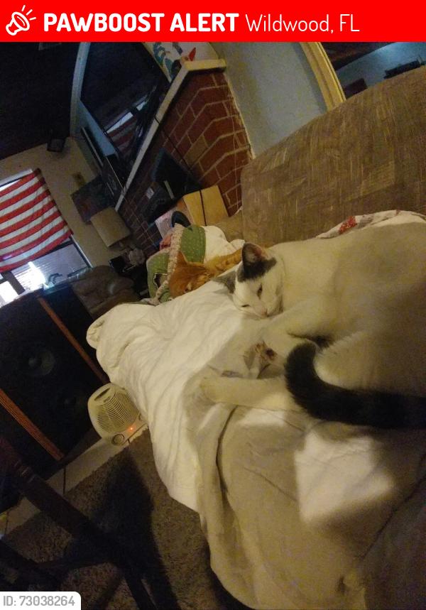Lost Female Cat last seen Buena Vista  and Heritage Blvd , Wildwood, FL 34785