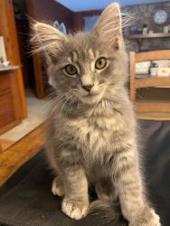 Reunited Male Cat last seen Deep River Rd. & Womack Rd., Sanford, NC, Sanford, NC 27330