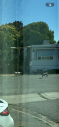 Found/Stray Unknown Dog last seen Around the park roaming near homes, Concord, CA 94520