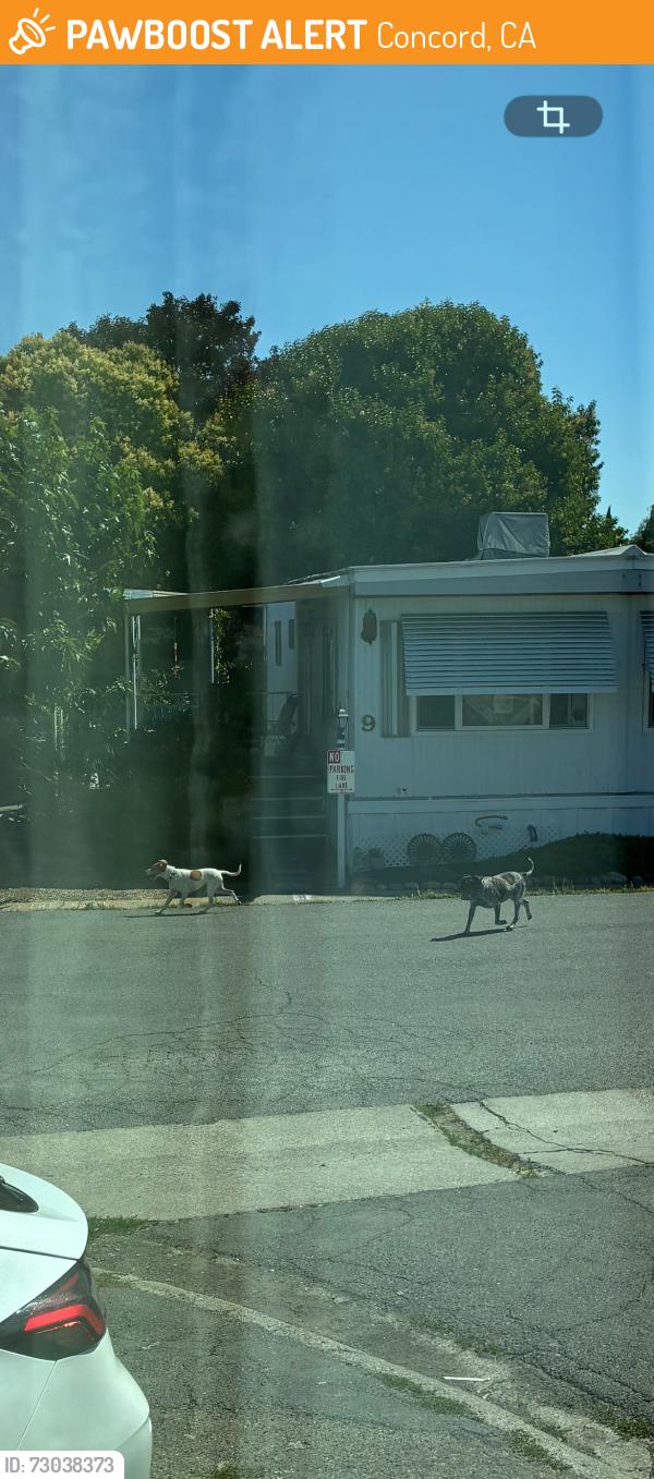 Found/Stray Unknown Dog last seen Around the park roaming near homes, Concord, CA 94520