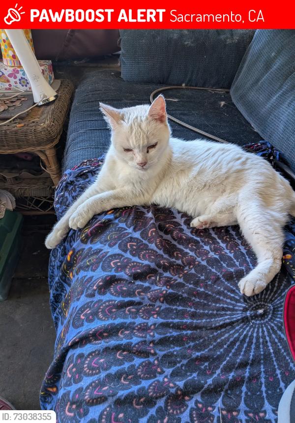 Lost Female Cat last seen 51st and y st, Sacramento, CA 95817