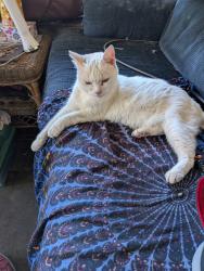 Lost Female Cat last seen 51st and y st, Sacramento, CA 95817