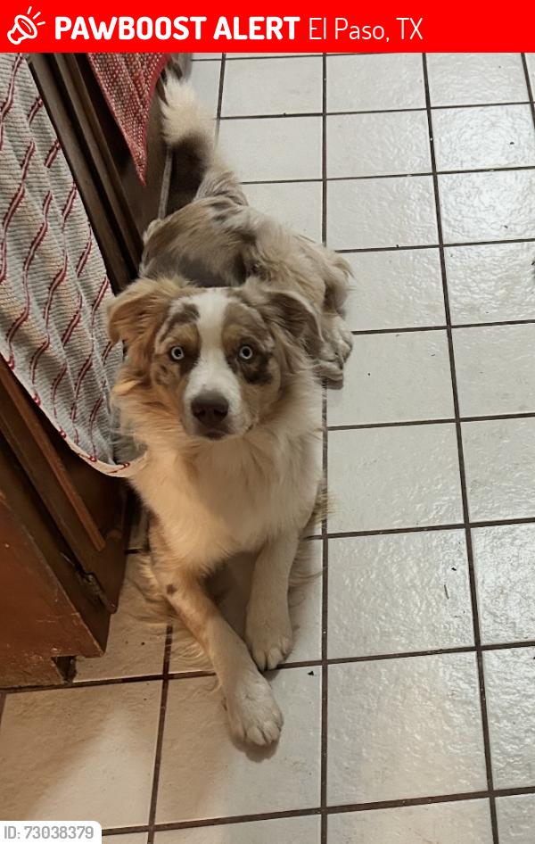 Lost Male Dog last seen Gibson vec and frontera, El Paso, TX 79922