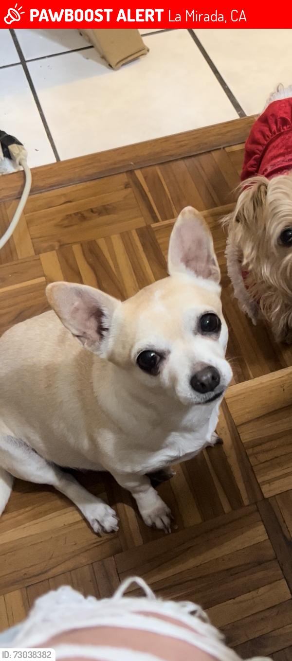 Lost Female Dog last seen San Esteban dr La mirada , La Mirada, CA 90638