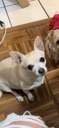 Lost Female Dog last seen San Esteban dr La mirada , La Mirada, CA 90638