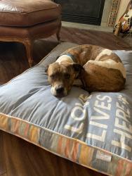 Reunited Female Dog last seen S Country Club Rd and E 30th St, Tucson, AZ 85713