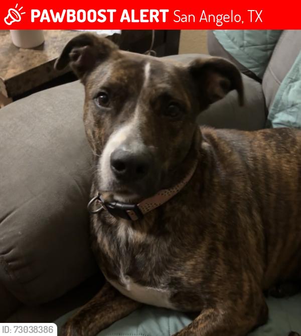 Lost Female Dog last seen Jones st, Hughes, main st, Poe, San Angelo, TX 76903