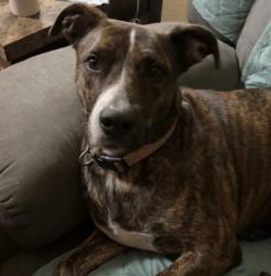 Lost Female Dog last seen Jones st, Hughes, main st, Poe, San Angelo, TX 76903
