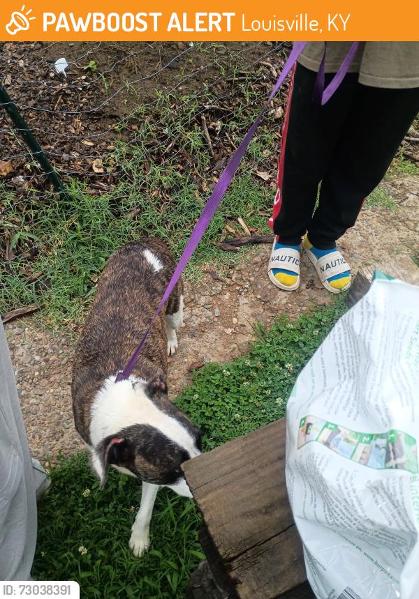 Found/Stray Female Dog last seen Taylor blvd, Louisville, KY 40208