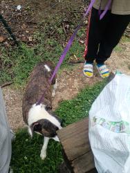 Found/Stray Female Dog last seen Taylor blvd, Louisville, KY 40208