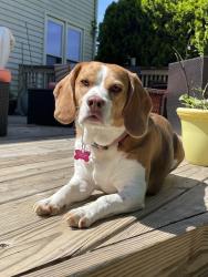 Reunited Female Dog last seen Crawford & broadwood, Rockville, MD 20851
