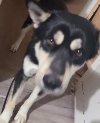 Lost Male Dog last seen 50th/Memphis, Lubbock, TX 79413