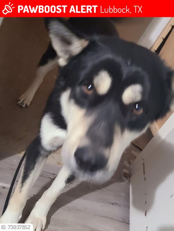 Lost Male Dog last seen 50th/Memphis, Lubbock, TX 79413