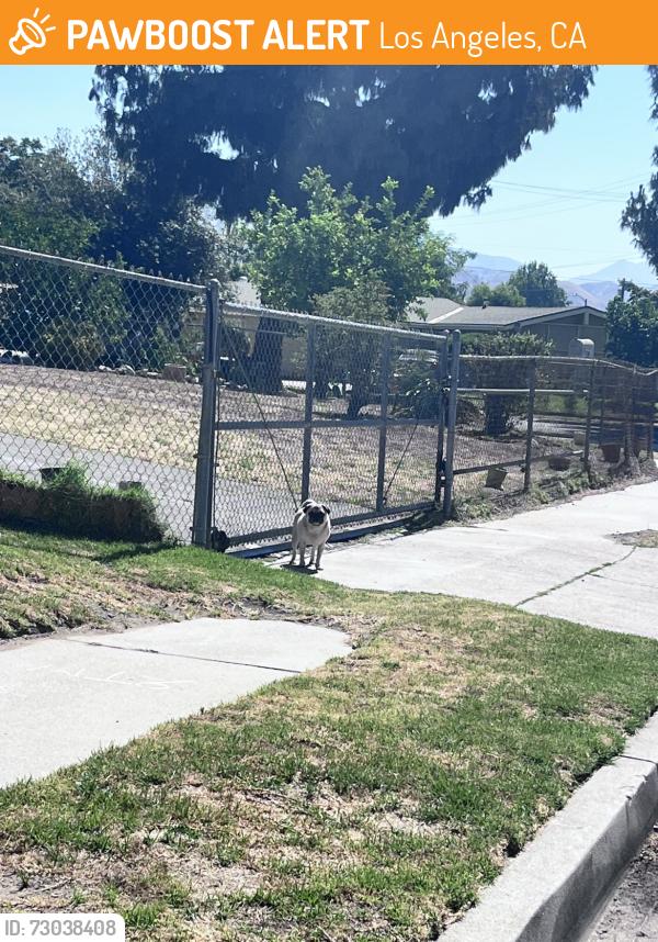 Found/Stray Female Dog last seen On Prager and Gladstone Way, Los Angeles, CA 91342