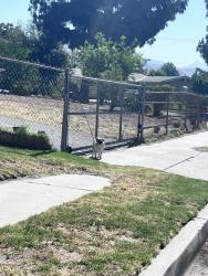 Found/Stray Female Dog last seen On Prager and Gladstone Way, Los Angeles, CA 91342