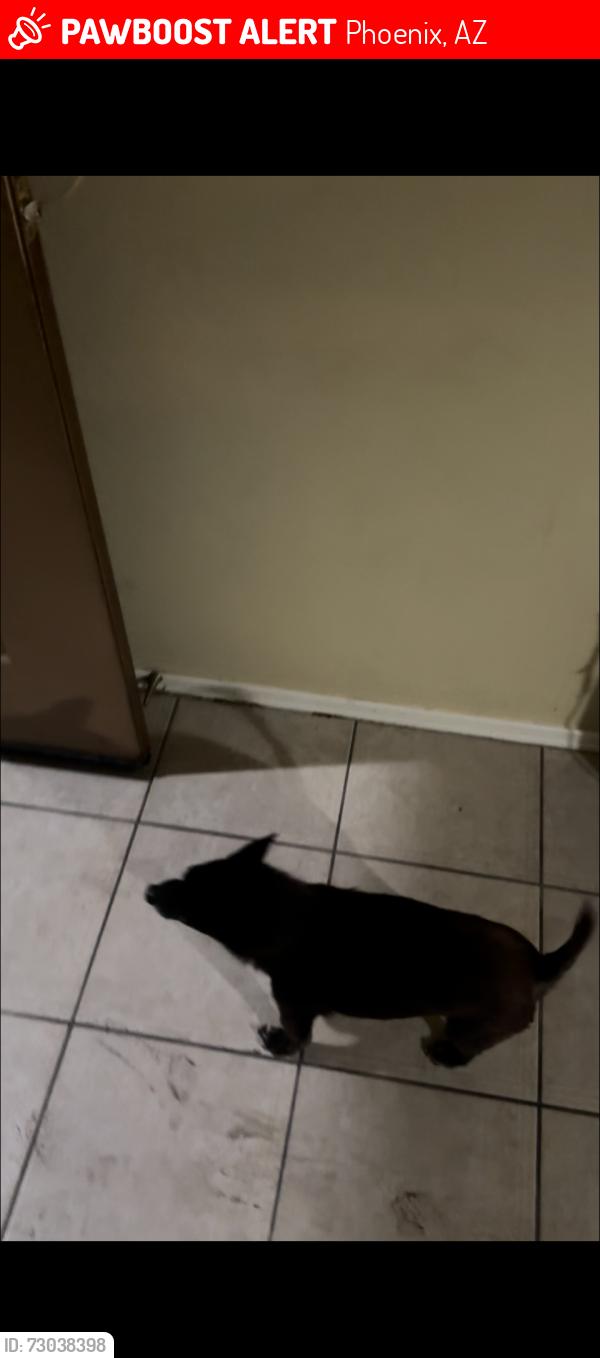 Lost Male Dog last seen Near Alta vista, Phoenix, AZ 85339