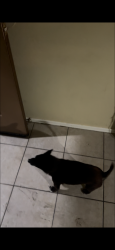 Lost Male Dog last seen Near Alta vista, Phoenix, AZ 85339