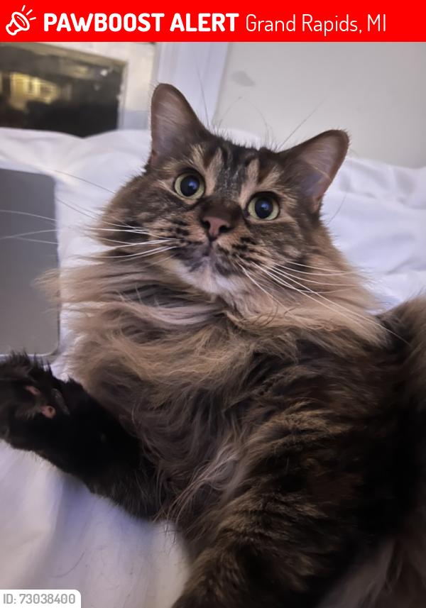 Lost Female Cat last seen Laraway lake and tamarron, Grand Rapids, MI 49546