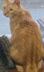 Lost Female Cat last seen Quail st, Albany, NY 12203