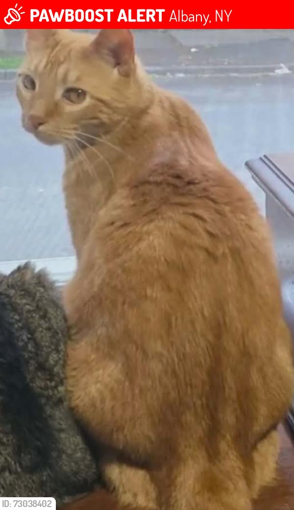Lost Female Cat last seen Quail st, Albany, NY 12203