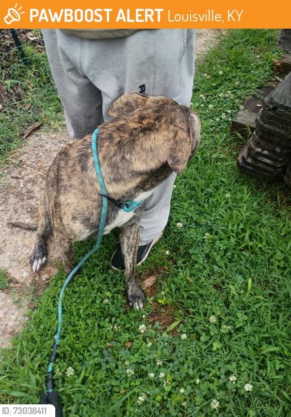 Found/Stray Unknown Dog last seen Taylor blvd, Louisville, KY 40208