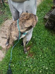 Found/Stray Unknown Dog last seen Taylor blvd, Louisville, KY 40208
