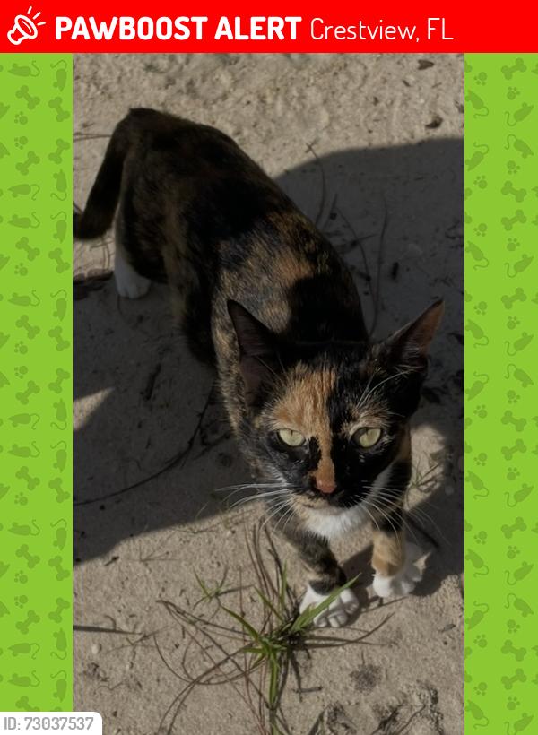 Lost Male Cat last seen Meadow Lake Dr., Crestview, FL, Crestview, FL 32539