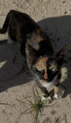 Lost Male Cat last seen Meadow Lake Dr., Crestview, FL, Crestview, FL 32539