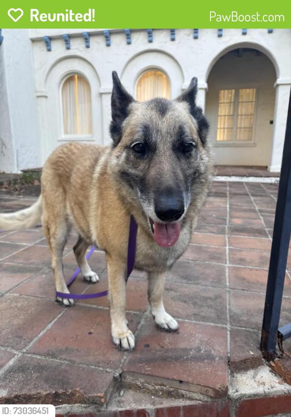 Reunited Unknown Dog last seen Canyon Elementary and Santa Monica Stairs , Santa Monica, CA 90402