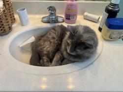 Lost Female Cat last seen Near Craver Meadows court, Winston-Salem, NC 27127