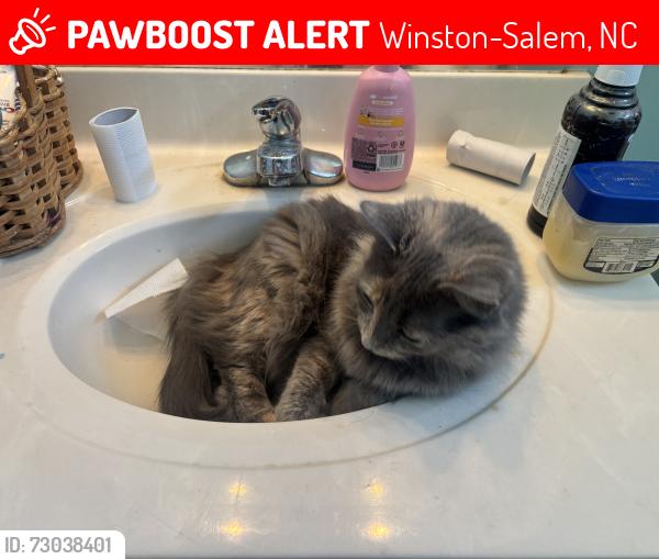 Lost Female Cat last seen Near Craver Meadows court, Winston-Salem, NC 27127