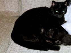 Lost Female Cat last seen Bedford Ct. Dr. Hurst, TX, Hurst, TX 76053