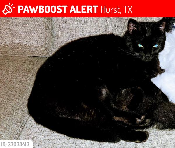 Lost Female Cat last seen Bedford Ct. Dr. Hurst, TX, Hurst, TX 76053