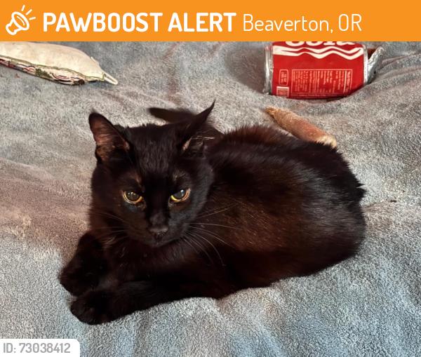 Found/Stray Female Cat last seen NW Saltzman and NW Barnes Rd, Beaverton, OR 97229
