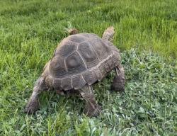 Lost Female Reptile last seen Near Grammont Road , Worcester, MA 01607