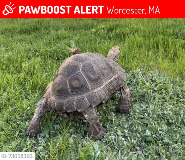Lost Female Reptile last seen Near Grammont Road , Worcester, MA 01607