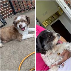 Found/Stray Female Dog last seen Federal dr, Montgomery, AL 36109