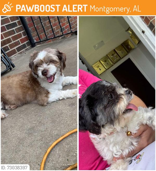 Found/Stray Female Dog last seen Federal dr, Montgomery, AL 36109