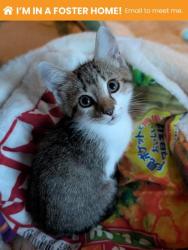 Shelter Stray Male Cat last seen Near Rosebank Ave Balt., MD 21212, 21212, MD, 301 Stockholm St, Baltimore, MD 21230, USA