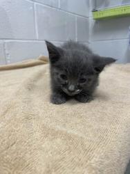 Shelter Stray Female Cat last seen Near W Patapsco Balt., MD 21225, 21225, MD, 301 Stockholm St, Baltimore, MD 21230, USA