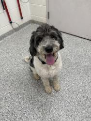 Shelter Stray Male Dog last seen Near block of Asbury Rd, City of Knoxville GP, TN, 3201 Division St, Knoxville, TN 37919, USA